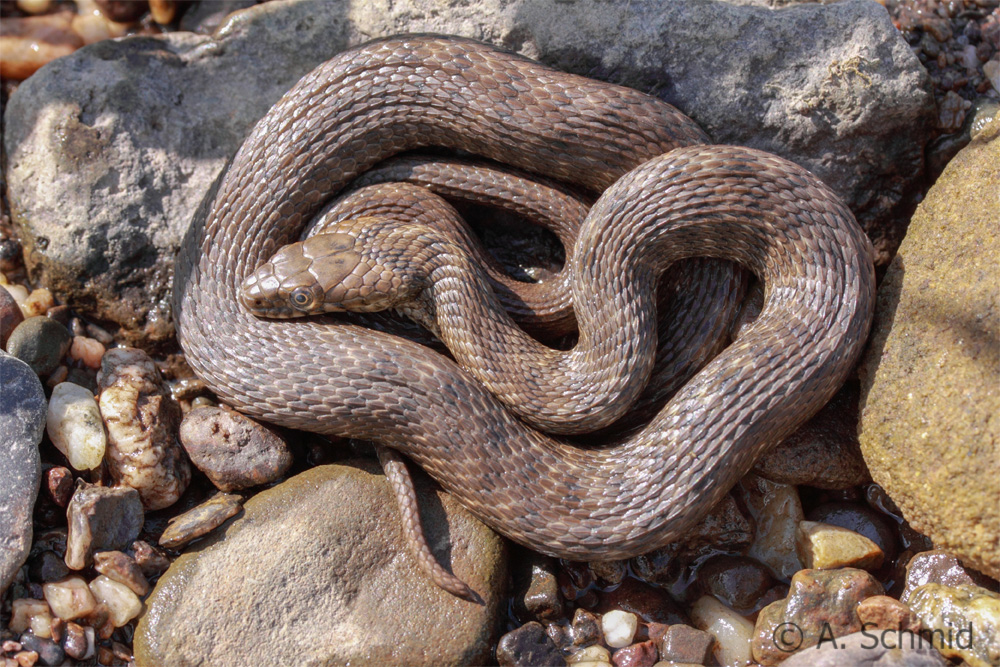 Würfelnatter  Natrix tessellata (Laurenti, 1768)