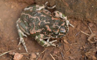 Wechselkröte Bufotes viridis (Laurenti, 1768)