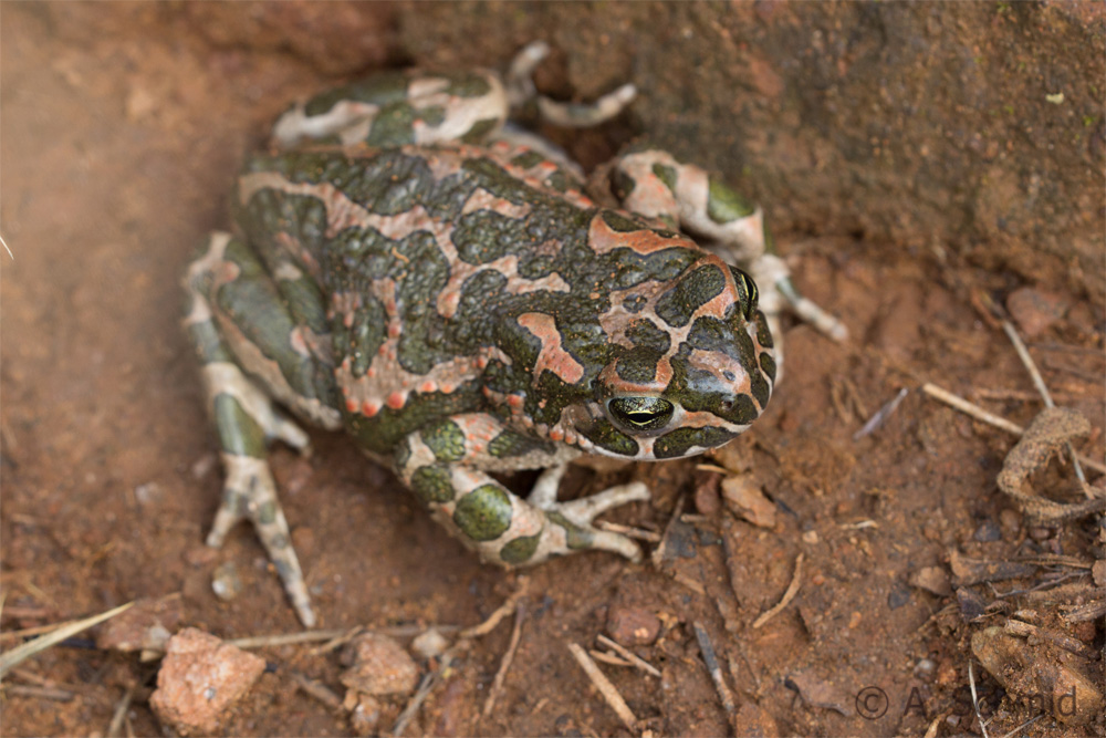 Wechselkröte Bufotes viridis (Laurenti, 1768)