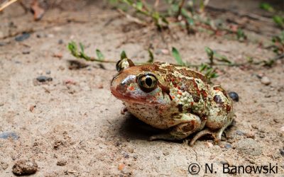 Knoblauchkröte Pelobates fuscus (Laurenti, 1768)