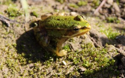 Kleiner Wasserfrosch Pelophylax lessonae (Camerano, 1882)