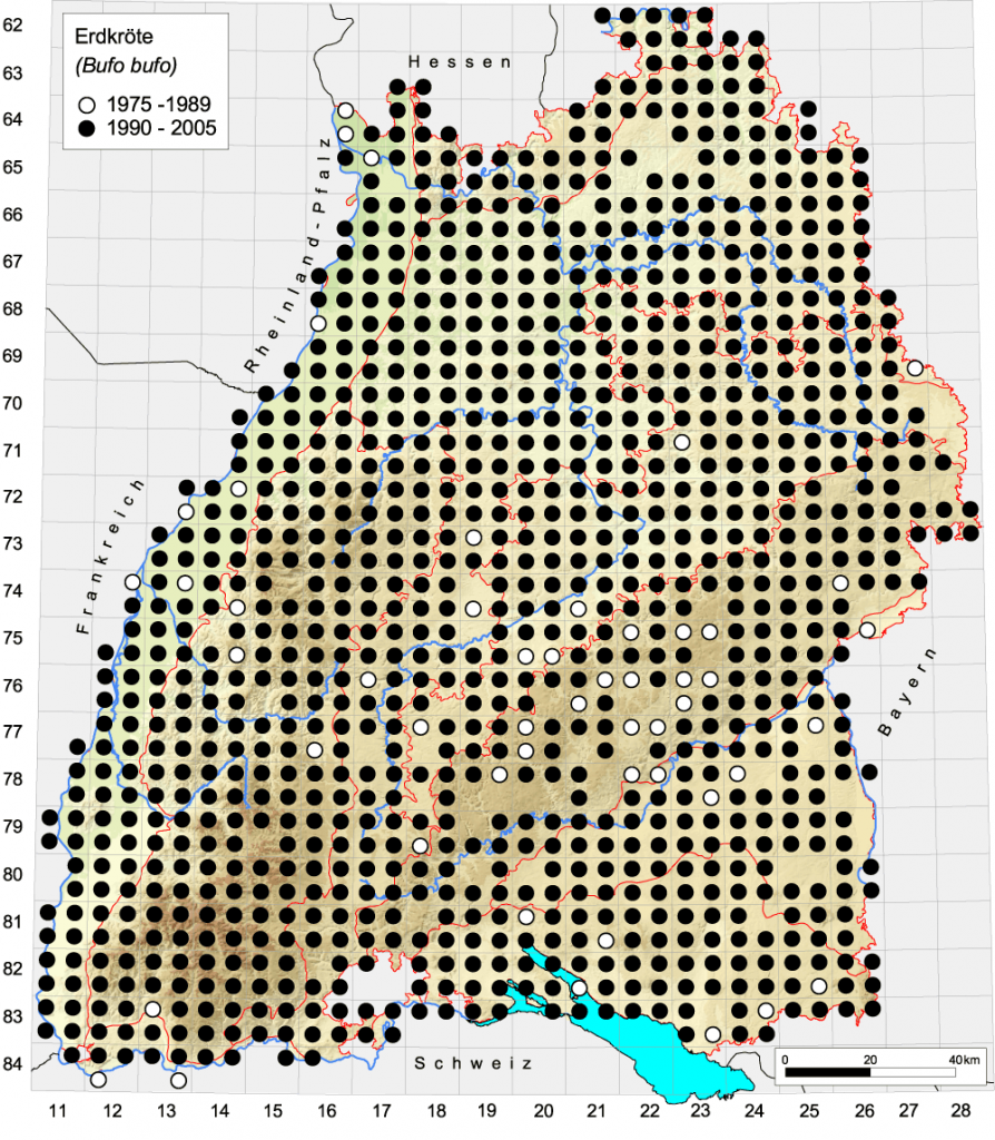 Erdkröte Bufo bufo (Linnaeus, 1758) Amphibien/ReptilienBiotopSchutz BadenWürttemberg e. V