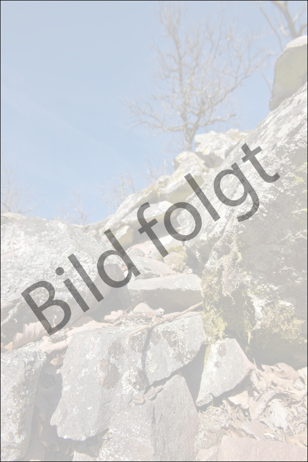 bild-folgt