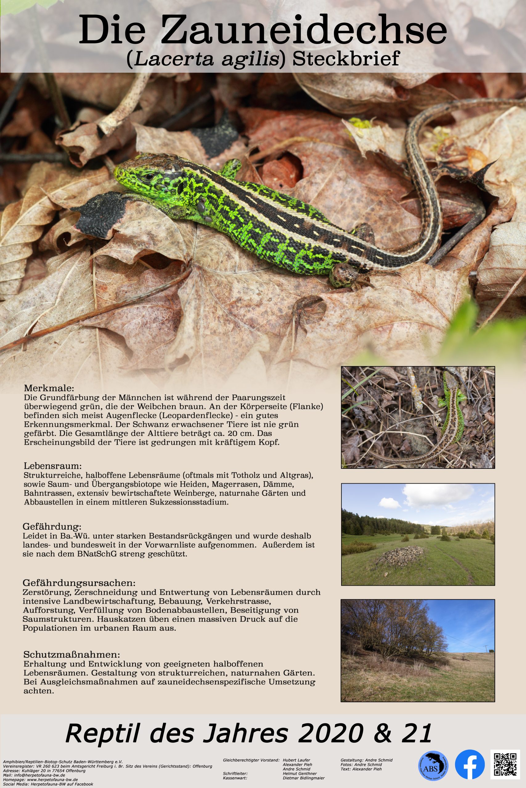 Poster Zauneidechse Steckbrief 2021-11-01