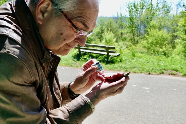 Dr. Guntram Deichsel - vertieft in die genaue Betrachtung einer Mauereidechse in Stuttgart. (Foto: Hildegard Passage)